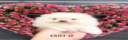 Pomeranian dogs for sale: !! LAST !! High quality KC reg girl - Advert 2