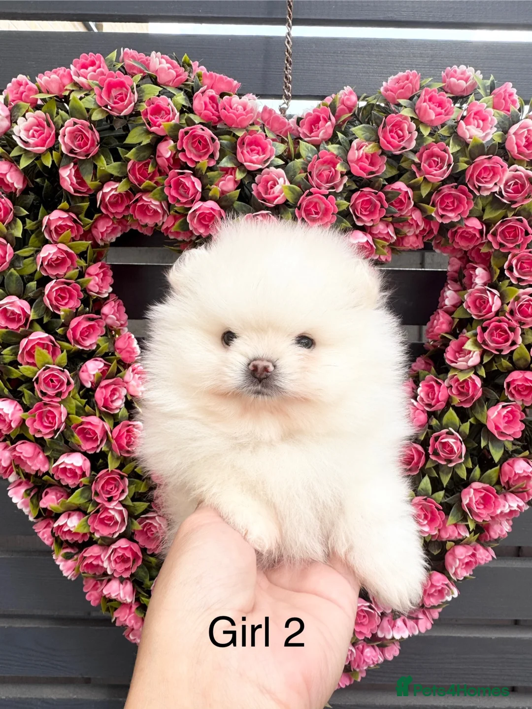 Pomeranian dogs for sale: !! LAST !! High quality KC reg girl - Advert 2