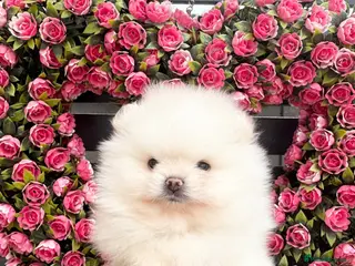 Pomeranian dogs High quality KC reg puppies from imported lines - Advert 6