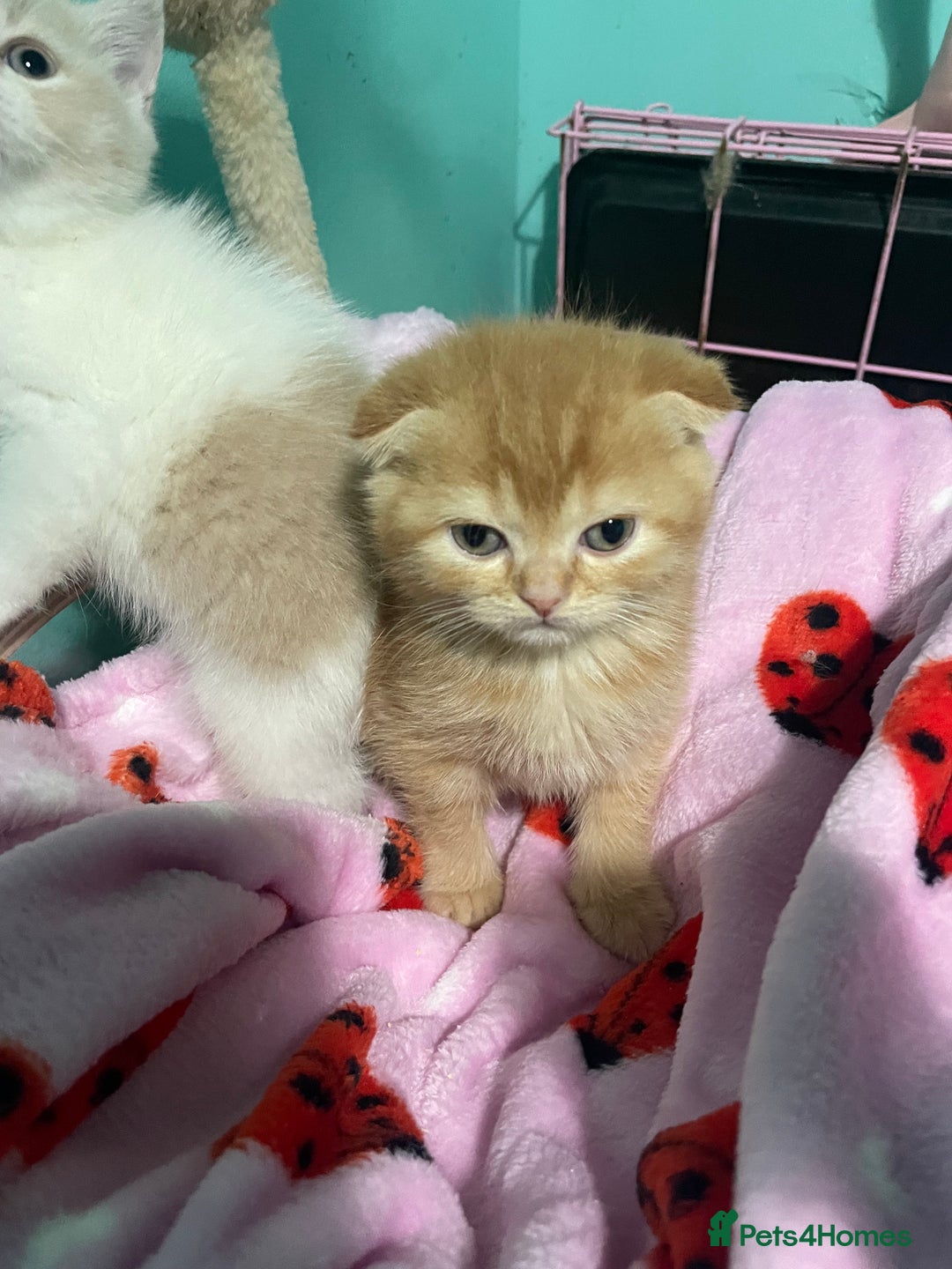 Scottish Fold cats for sale: Scottish fold - Advert 8