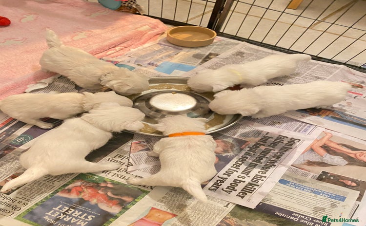 West Highland Terrier dogs - Advert 5