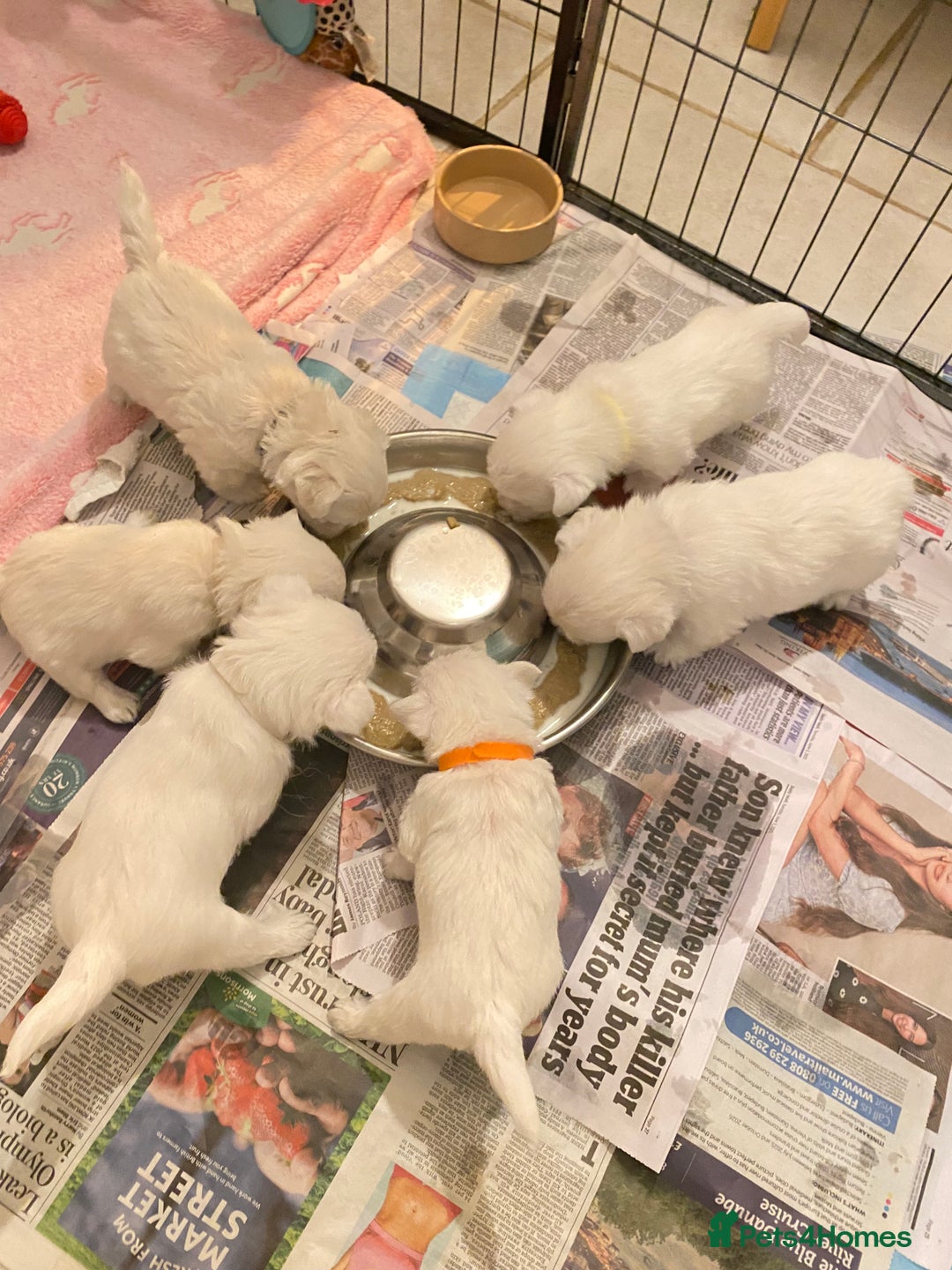 West Highland Terrier dogs for sale: Pure Breed West Highland Terrier - Advert 3