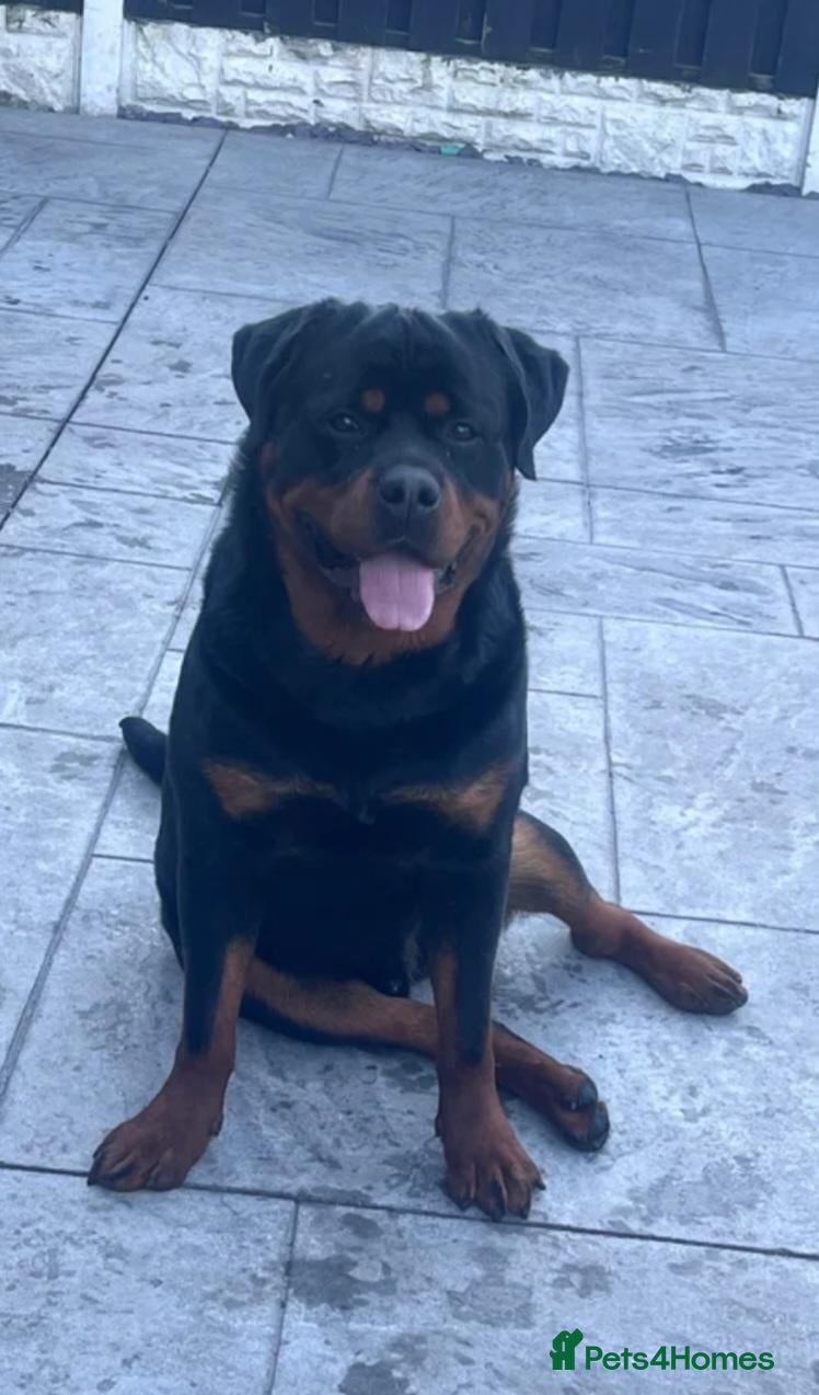 Rottweiler dogs Last 3 Beautiful Rottweiler Puppys - Advert 11