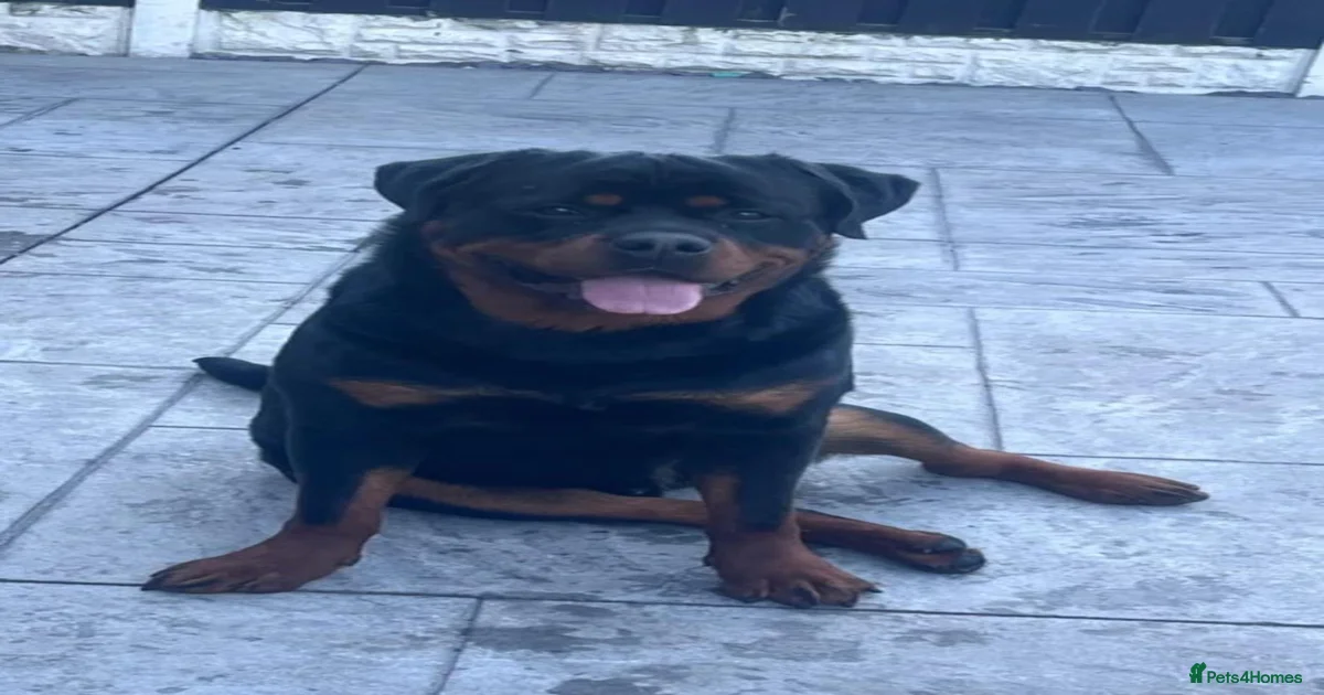 Rottweiler Puppies for sale in Burton-on-Trent, Staffordshire | Pets4Homes