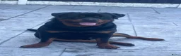 Rottweiler dogs for sale: Last 3 Beautiful Rottweiler Puppys - Advert 1