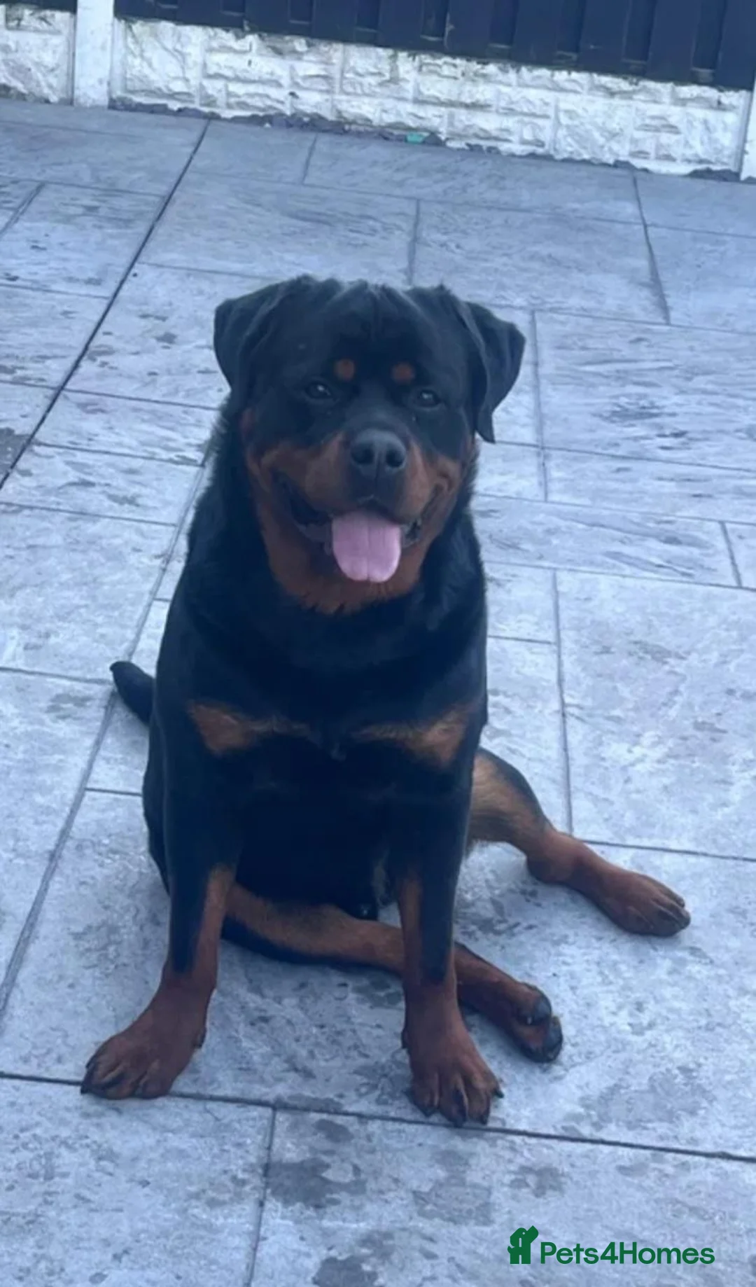 Rottweiler dogs for sale: Last 3 Beautiful Rottweiler Puppys - Advert 1