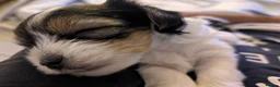 Biewer Terrier dogs for sale: Biewer terrier puppies x 2 boys - Advert 17