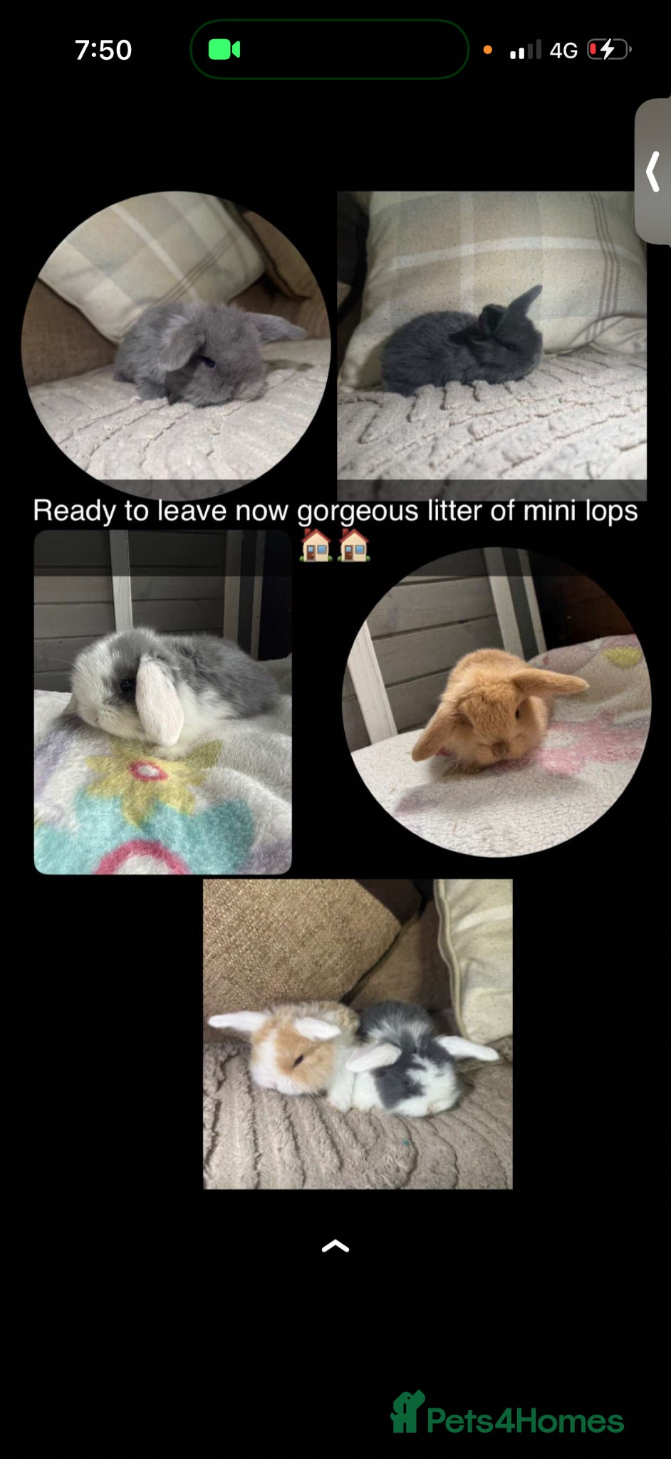 Mini Lop rabbits Mini lops - Advert 1