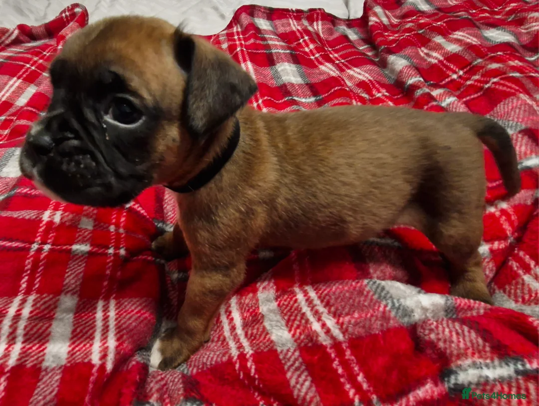 Boxer dogs for sale: Kc boxer puppies - Advert 22