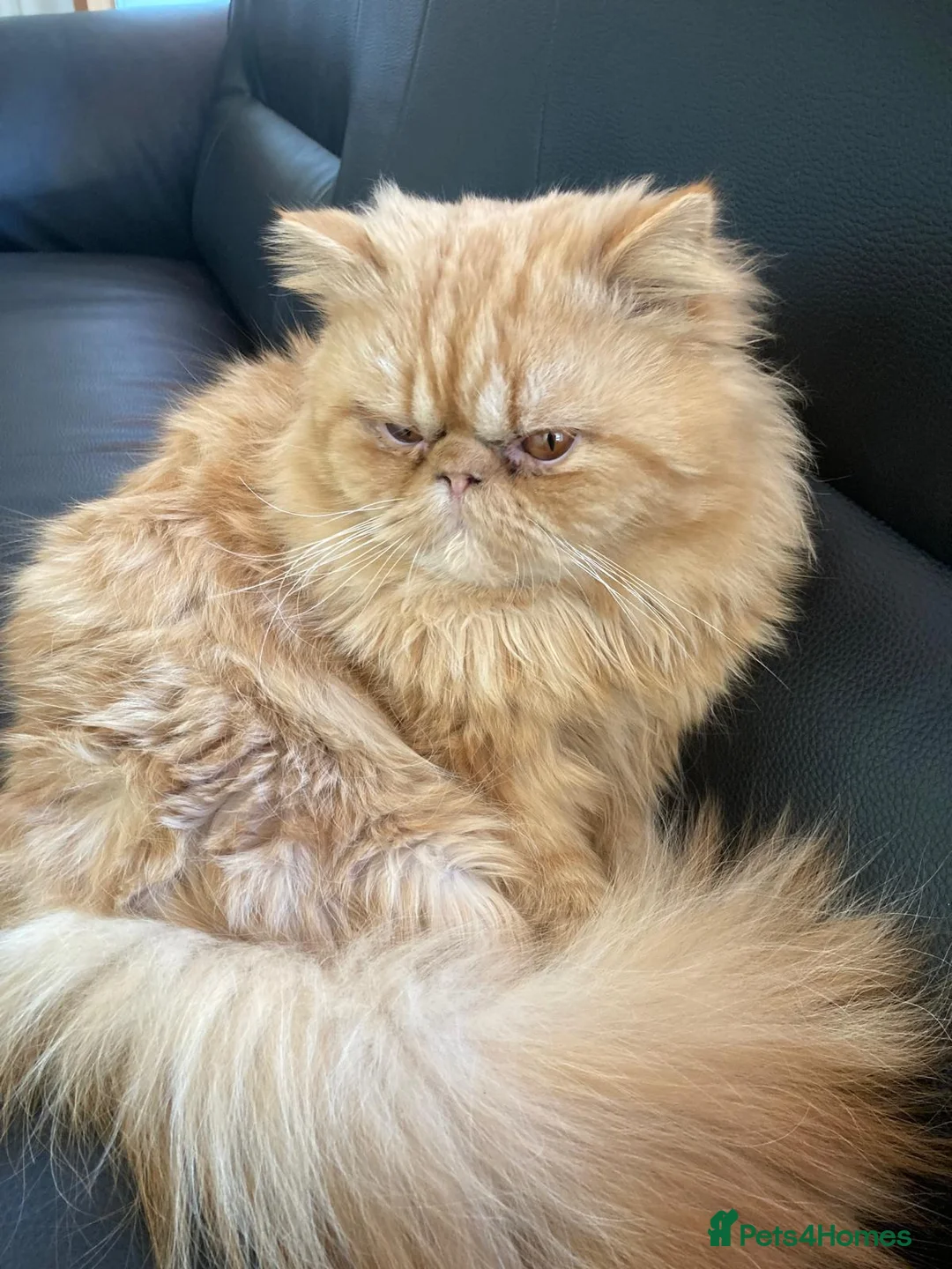 Persian cats for stud: Persian Stud Cat - Advert 4