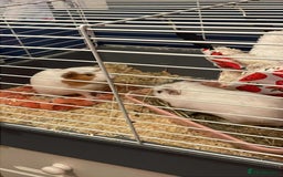 Guinea Pig rodents for sale: 2 sweet female guinea pigs for sale - Advert 3
