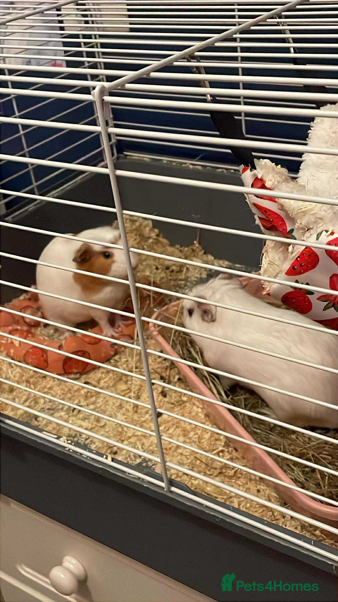 Guinea Pig rodents for sale: 2 sweet female guinea pigs for sale - Advert 3