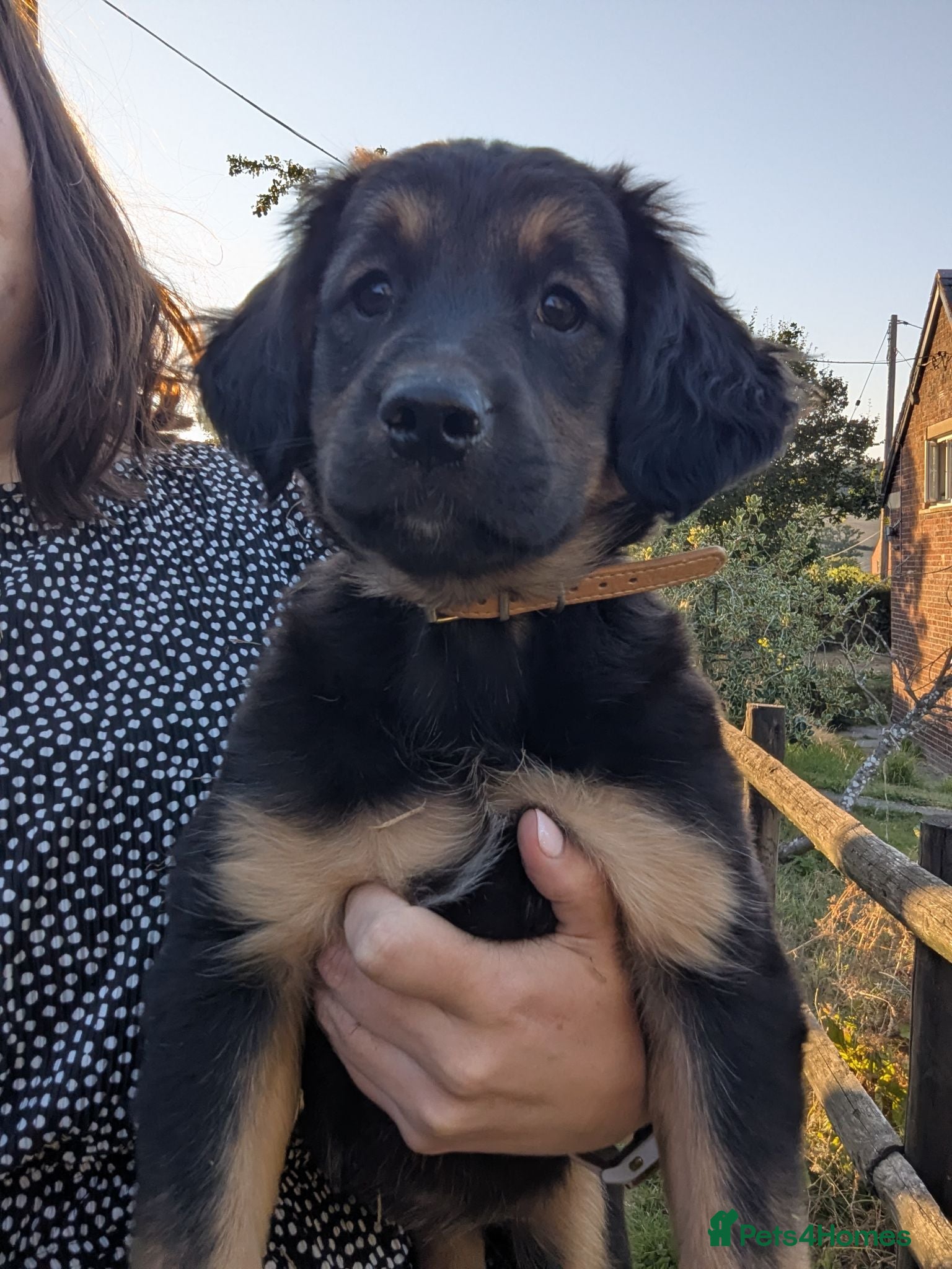 Mixed Breed dogs Gorgeous Kelpie cross/ golden retriever puppies  - Advert 3
