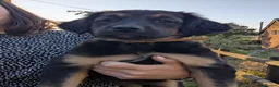 Mixed Breed dogs for sale: Gorgeous Kelpie cross/ golden retriever puppies  - Advert 1