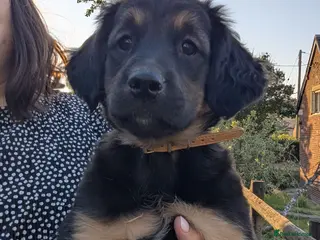 Mixed Breed dogs Gorgeous Kelpie cross/ golden retriever puppies - Advert 3