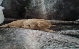 Maltipoo dogs for sale: Multipoo boy - Image 6