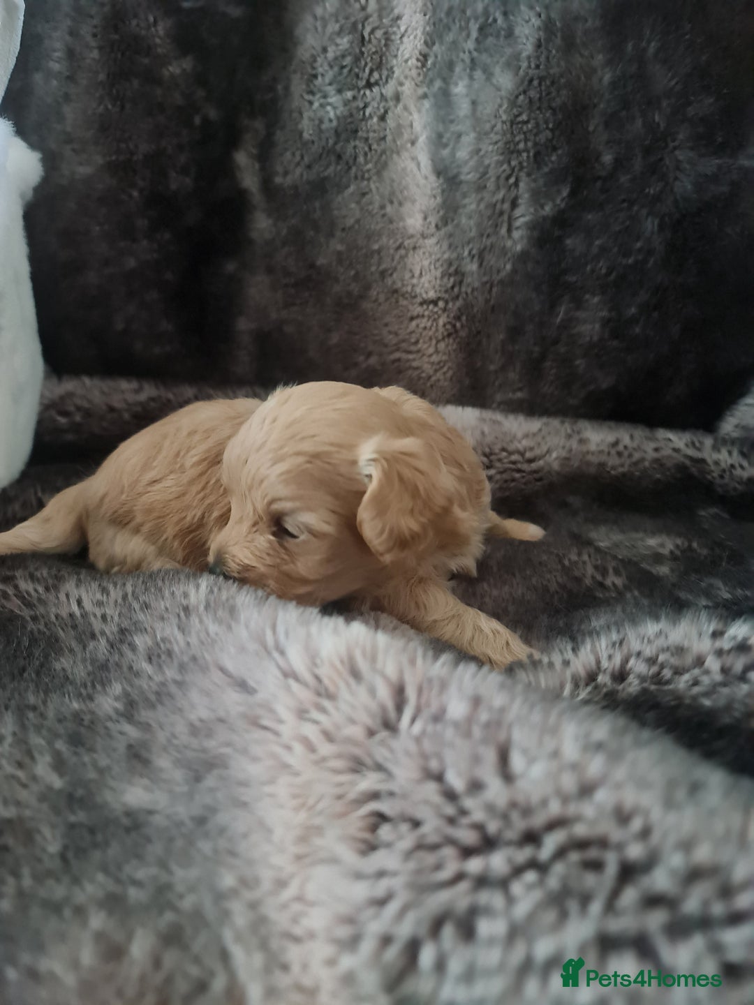 Maltipoo dogs for sale: Multipoo boy - Image 6