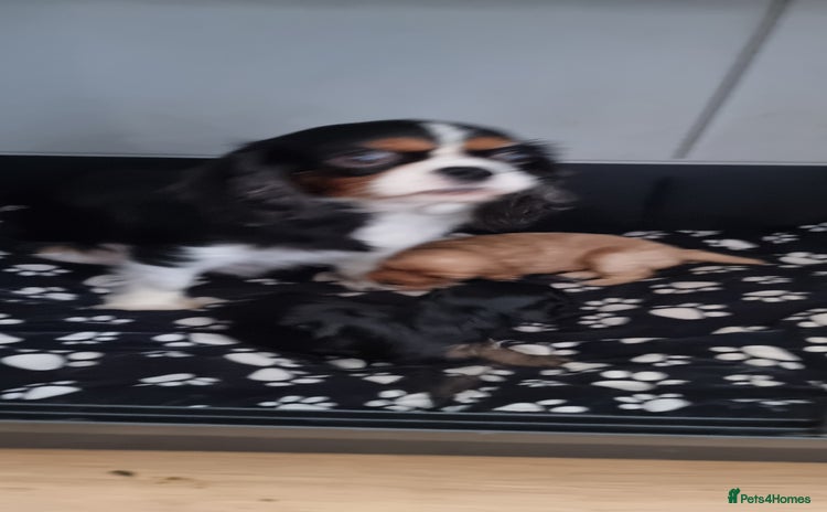 Cavapoo dogs - Advert 1