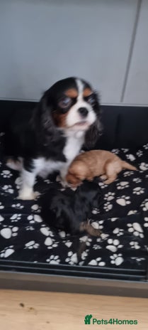 Cavapoo dogs - Advert 1