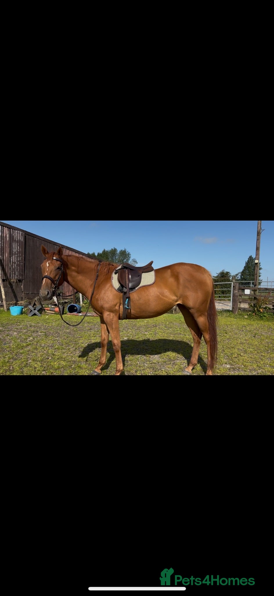 English Thoroughbred horses Chestnut mare  - Advert 2