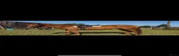 English Thoroughbred horses for sale: Chestnut mare  - Advert 1
