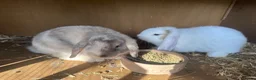 Dwarf Lop rabbits for sale: Two Mini female baby lips with hutch - Advert 2
