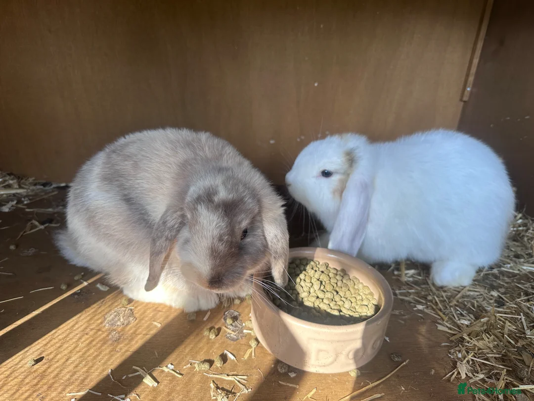 Dwarf Lop rabbits for sale: Two Mini female baby lips with hutch - Advert 2