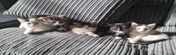 Mixed Breed cats for sale: Beautiful friendly kittens looking for loving home - Advert 1