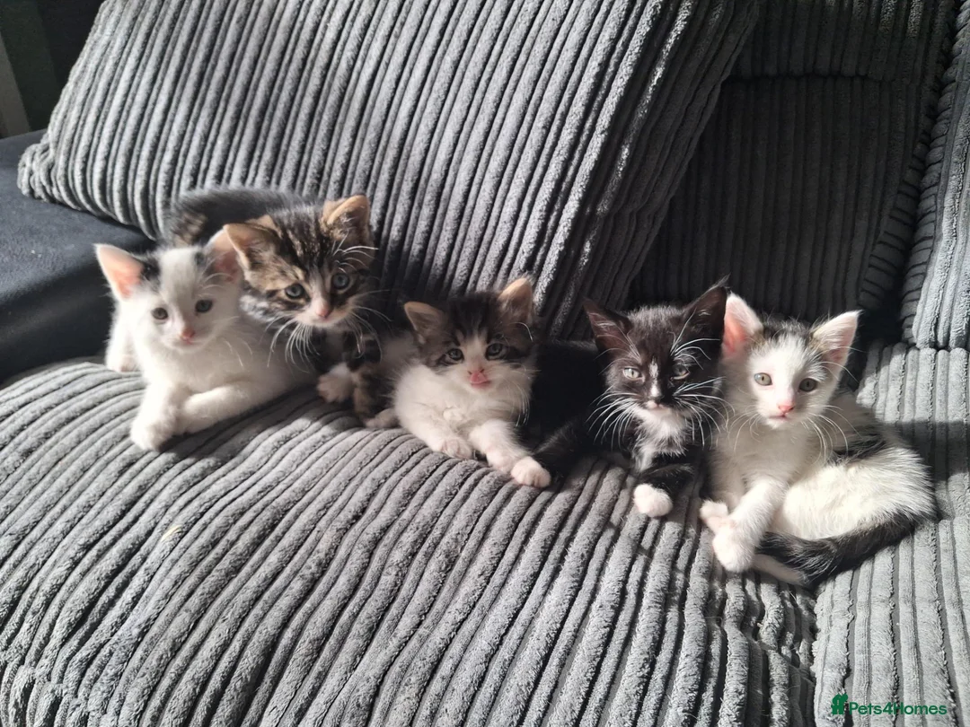 Mixed Breed cats for sale: Beautiful friendly kittens looking for loving home - Advert 1