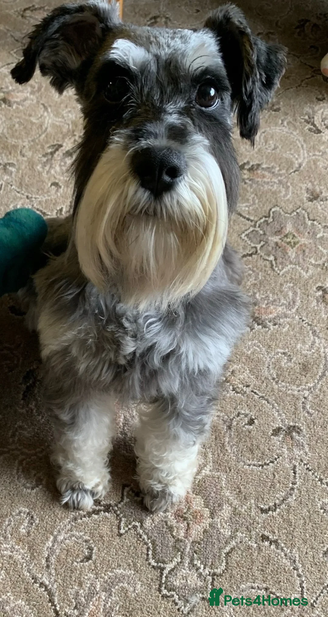 Miniature Schnauzer dogs for sale: 💙♥️2 Beautiful Boys ♥️💙 - Advert 7