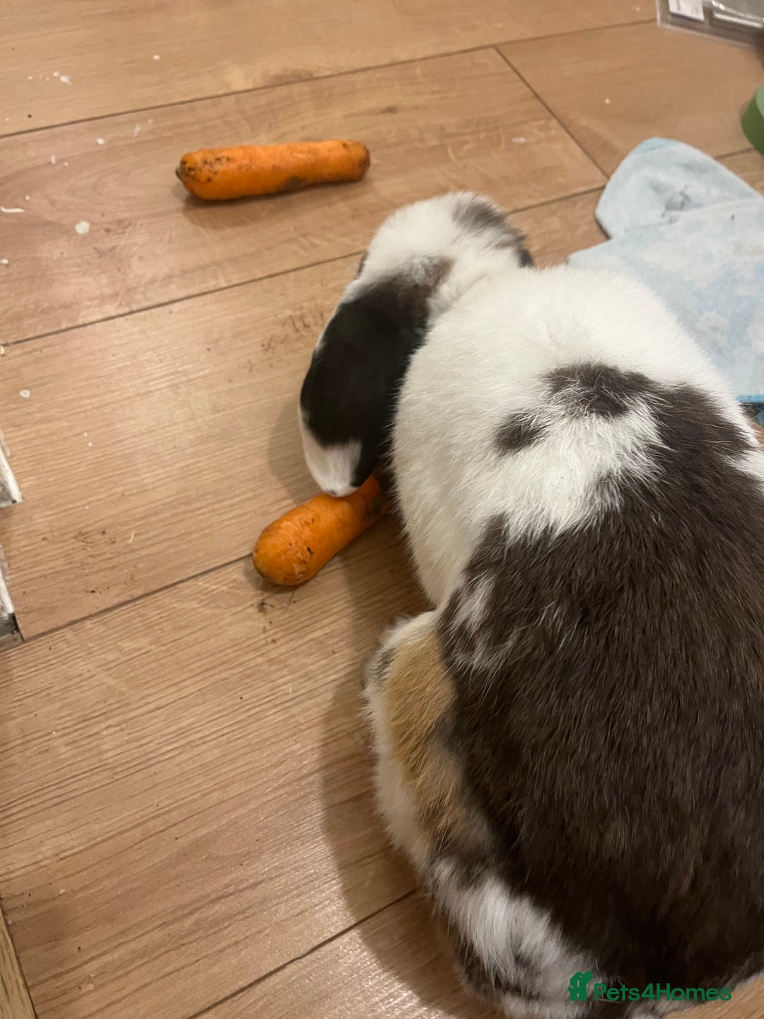 Dwarf Lop rabbits for sale: Pair of bonded male rabbits  - Image 3