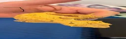Gecko reptiles for sale: Crested geckos gargoyle geckos various - Advert 7
