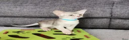 Abyssinian cats for sale: Beautiful Abyssinian Kitten ready for reservation  - Advert 17