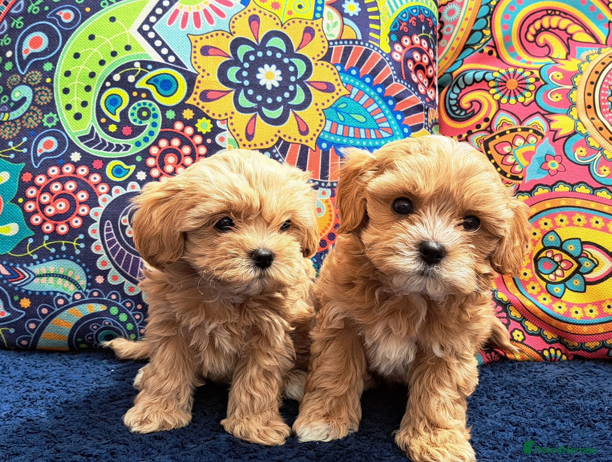 Maltipoo dogs F1 korean tiny Maltipoo  - Advert 17