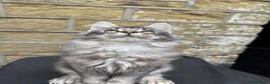 Maine Coon 1