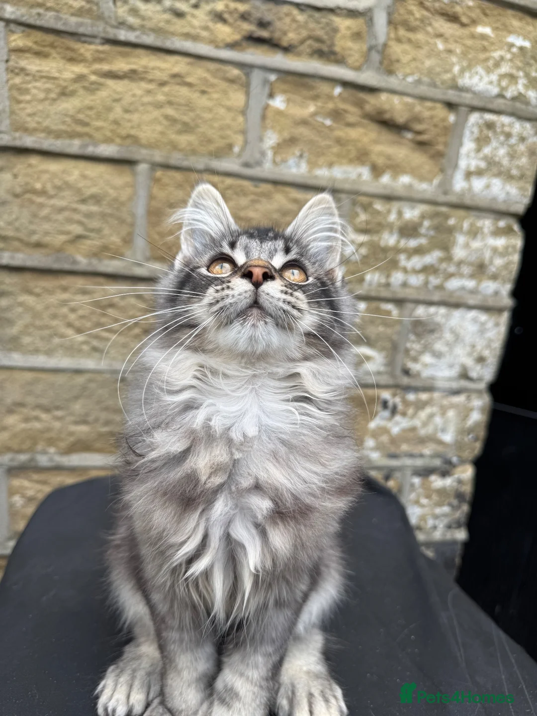 Maine Coon cats for sale: Stunning Maine coon kittens 💖💖 - Advert 22