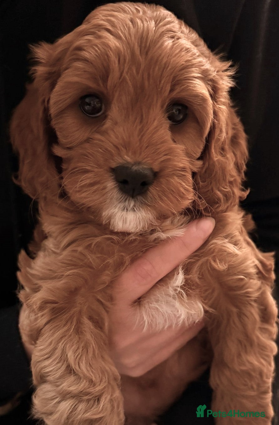 Cavapoo dogs Welcome to Cotswold Cavapoos - Advert 5