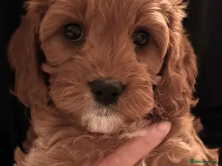 Cavapoo dogs Welcome to Cotswold Cavapoos - Advert 2