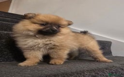Pomeranian dogs for sale: Sweet puppies  - Image 4