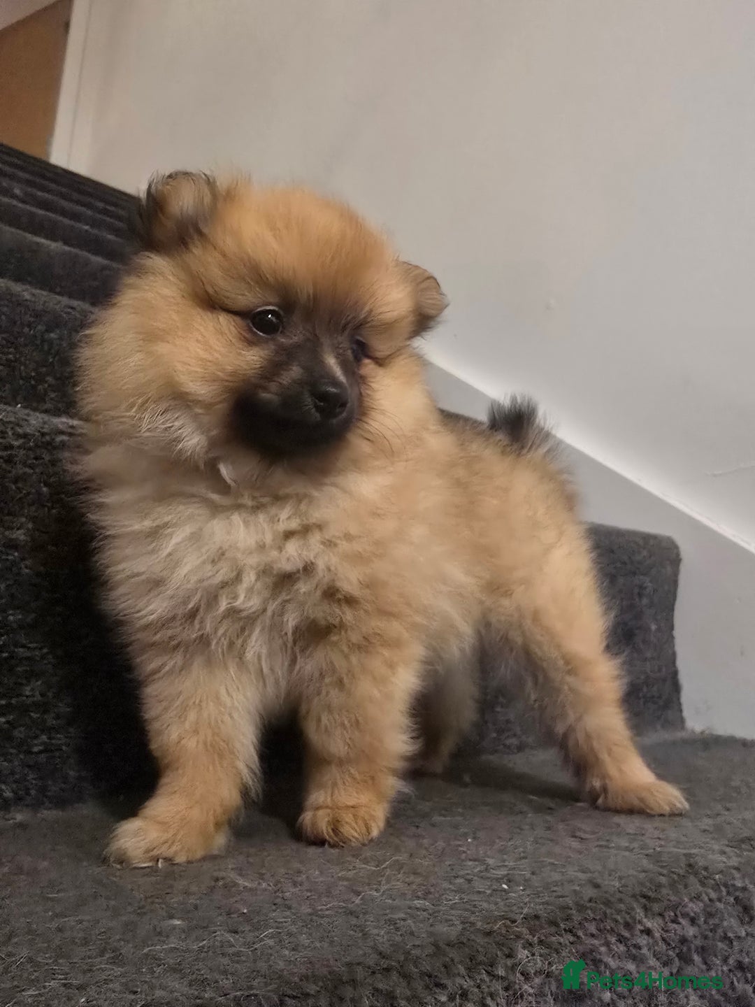 Pomeranian dogs for sale: Sweet puppies  - Image 4