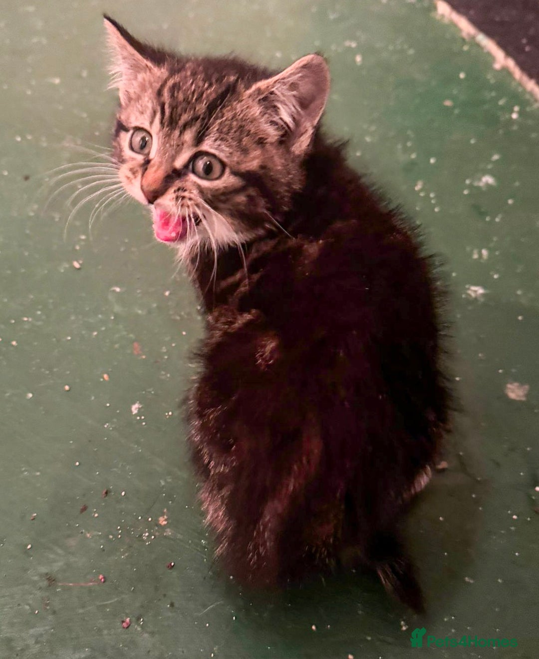 Mixed Breed cats for sale: 5 Little Furballs Looking For Loving Homes😻😻 - Advert 3