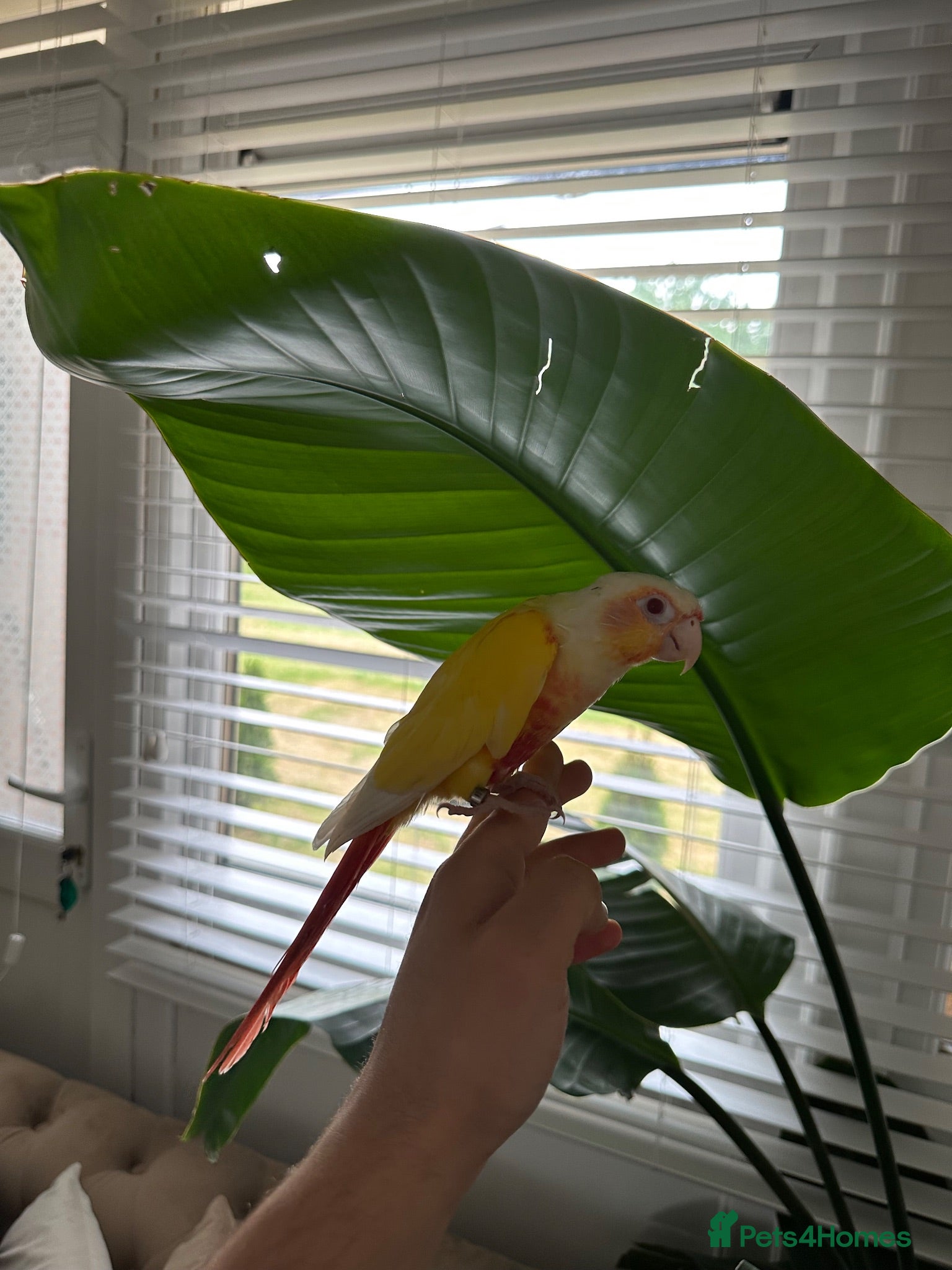 Conures birds Handreared talking  lutino conure for sale - Advert 2