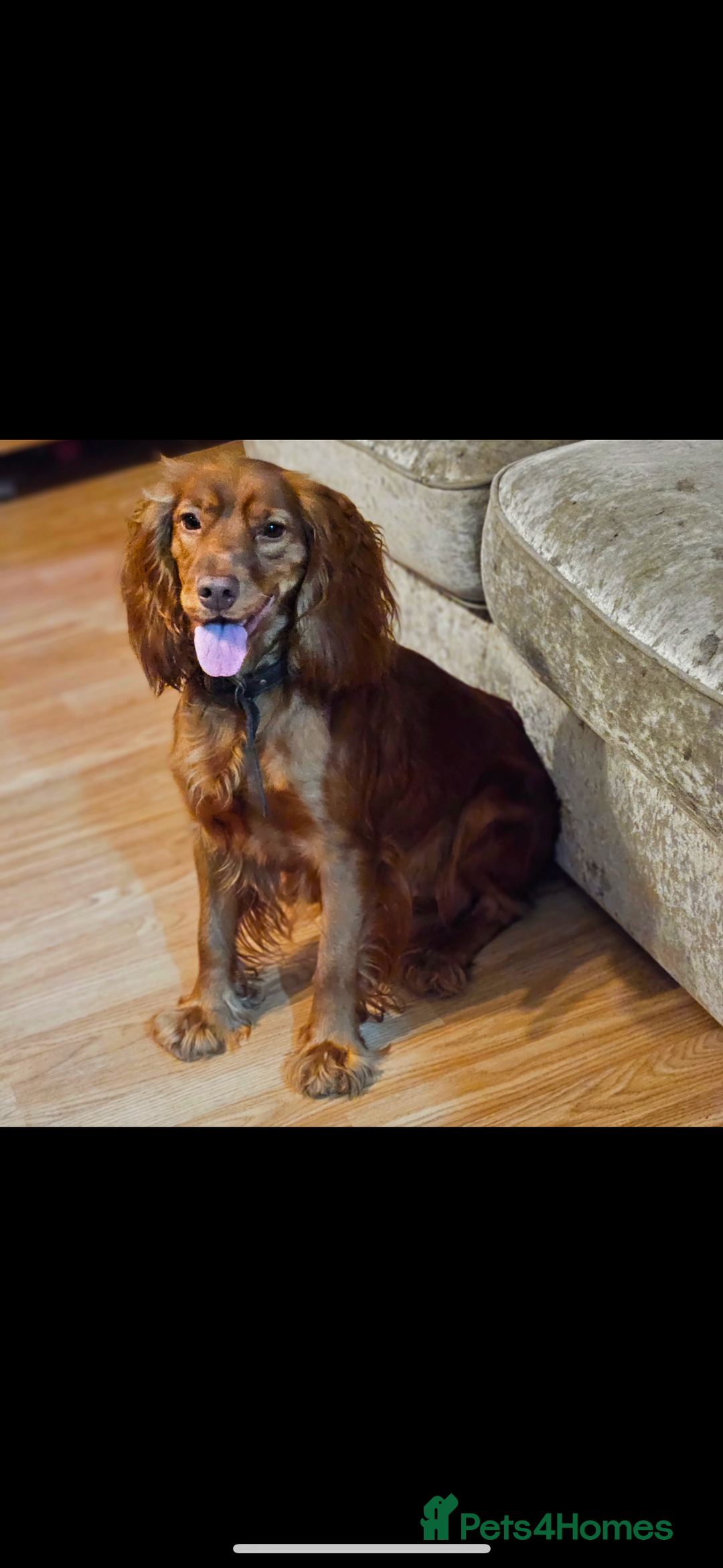 Cocker Spaniel dogs for sale: 4 Beautiful Female Cocker Spaniel Pups For Sale - Advert 1