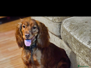 Cocker Spaniel dogs 4 Beautiful Female Cocker Spaniel Pups For Sale - Advert 1