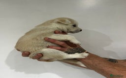 Siberian Husky dogs for sale: Gorgeous little husky pups - ready in two weeks - Advert 6