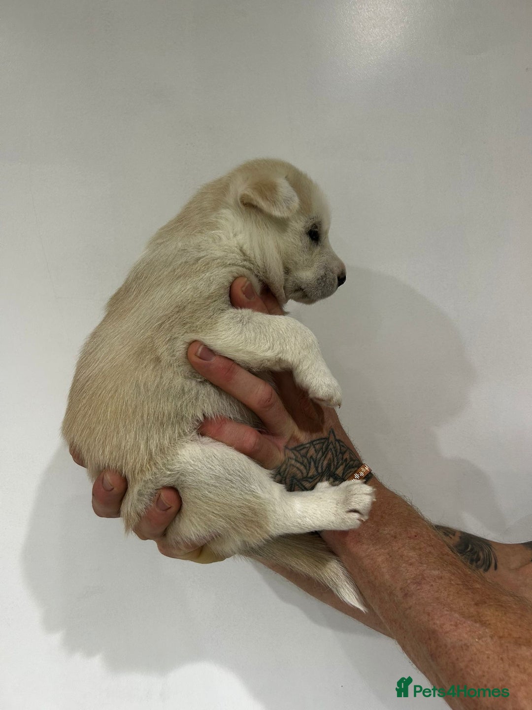 Siberian Husky dogs for sale: Gorgeous little husky pups - ready in two weeks - Advert 6