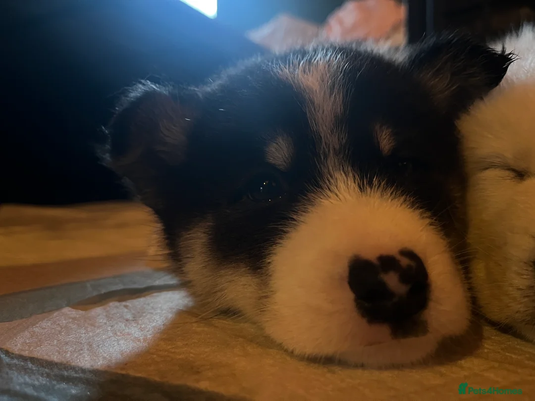 Mixed Breed dogs for sale: Samsky   - Advert 4