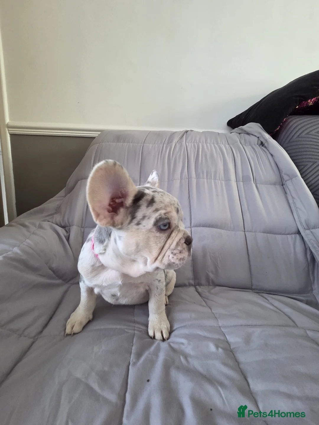 French Bulldog dogs for sale: Beautiful Frenchie puppies ( ready for new home) - Advert 2