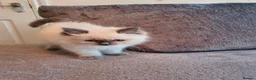 Ragdoll cats for sale: 🐈💕Gorgeous GCCF Blue Point Kittens💕🐈 in Preston - Advert 25