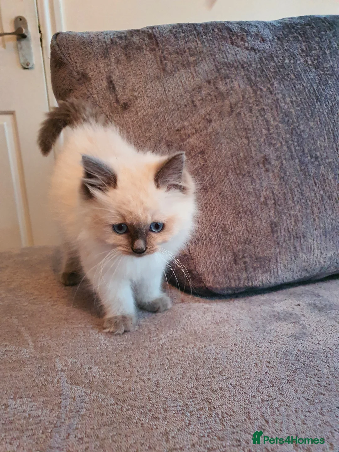 Ragdoll cats for sale: 🐈💕Gorgeous GCCF Blue Point Kittens💕🐈 in Preston - Advert 25